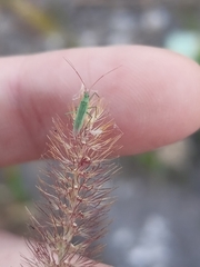 Trigonotylus caelestialium