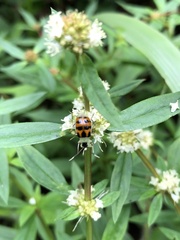 Diabrotica limitata