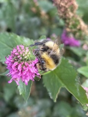 Bombus lucorum