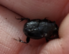Onthophagus