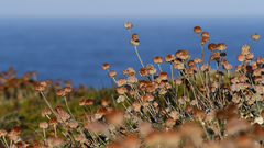 Eriogonum latifolium