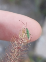 Trigonotylus caelestialium