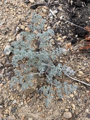 Lomatium cuspidatum