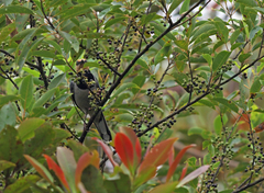 Chlamydochaera jefferyi