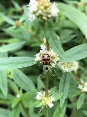 Diabrotica limitata