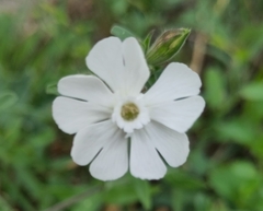 Silene latifolia
