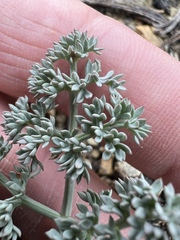 Lomatium cuspidatum