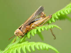 Entomophaga grylli