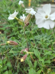 Silene latifolia