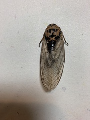 Megatibicen pronotalis