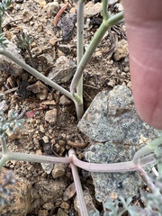 Lomatium cuspidatum