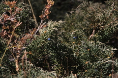 Juniperus pseudosabina