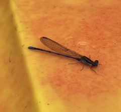 Argia fumipennis