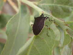 Padaeus trivittatus