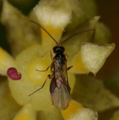 Braconidae