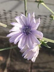Cichorium intybus