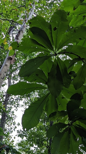 umbrella-tree (Magnolia tripetala)