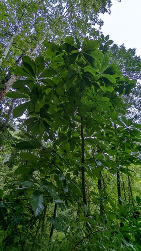 Magnolia tripetala