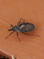 Triatoma gerstaeckeri