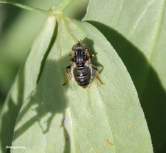 Eristalinus aeneus