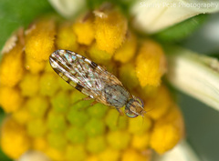 Dioxyna picciola