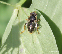 Eristalinus aeneus