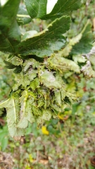 Dasineura crataegi