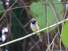 Anabathmis reichenbachii