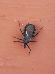 Triatoma gerstaeckeri