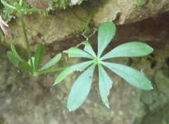 Galium aparine