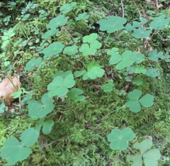 Oxalis acetosella
