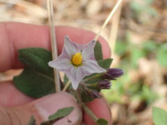 Solanum stoloniferum