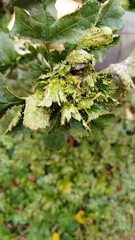 Dasineura crataegi