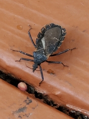 Triatoma gerstaeckeri