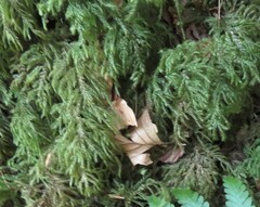 Hylocomium splendens