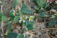 Polygonum