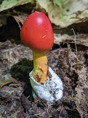 Amanita jacksonii