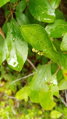 Eriophyes similis