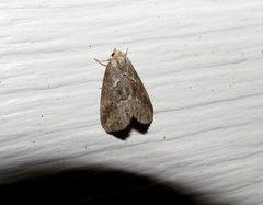 Hyperstrotia pervertens