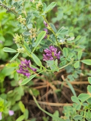 Medicago sativa