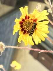 Syrphus opinator
