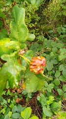 Andricus quercuscalicis