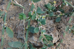 Polygonum