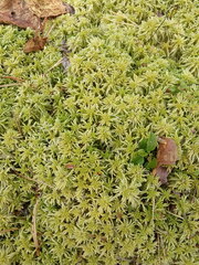 Sphagnum girgensohnii