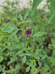 Medicago sativa
