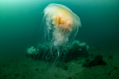 Phacellophora camtschatica