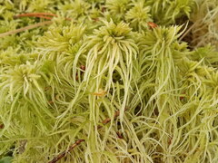 Sphagnum girgensohnii