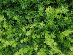 Suaeda maritima