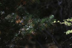 Pinus sibirica