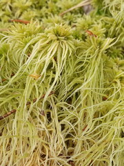Sphagnum girgensohnii